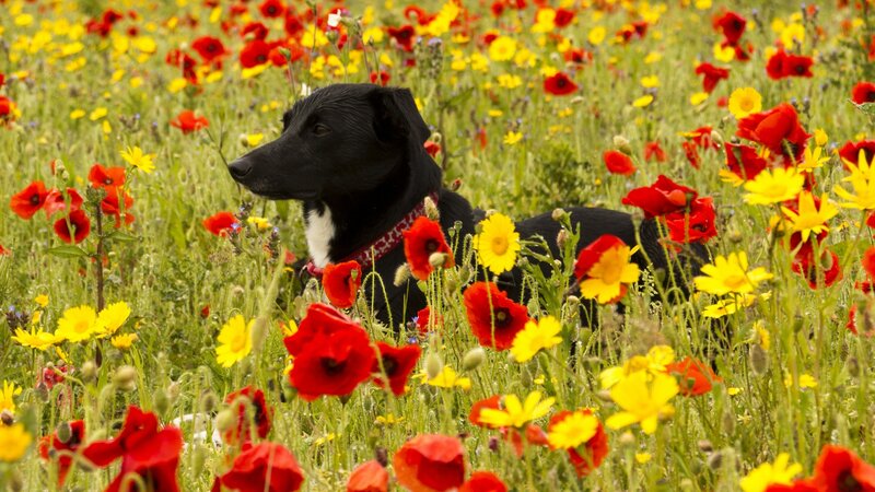 Black Dog in Flowers — Red