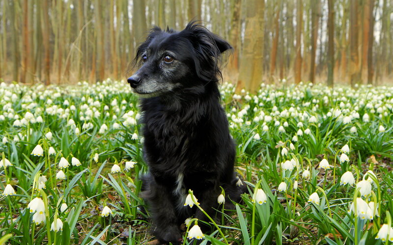 Black Dog in Flowers — Serene
