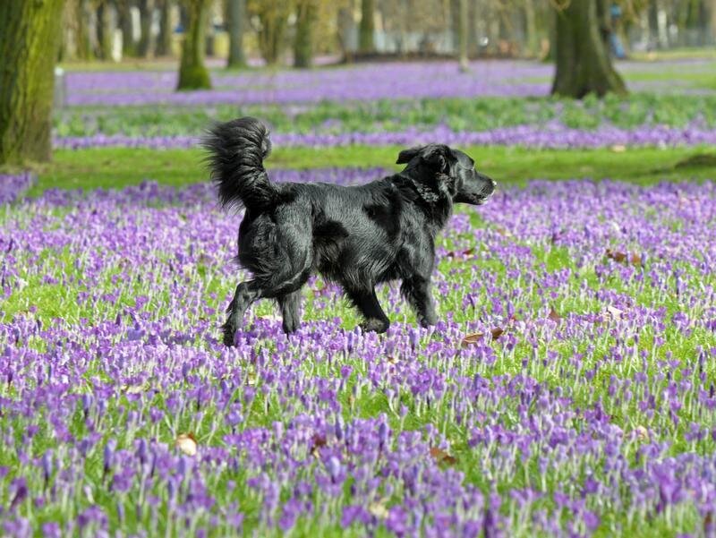 Black Dog in Flowers