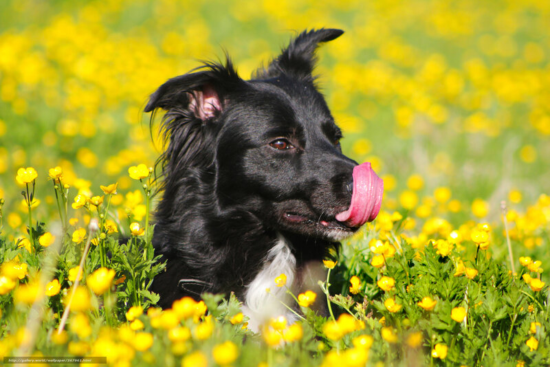 Black Dog in Flowers — Yellow, Calm