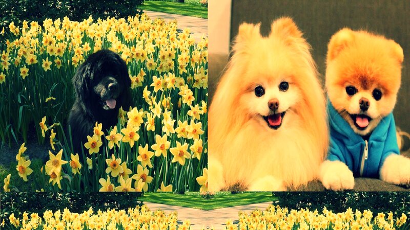 Black Dog in Flowers — Yellow