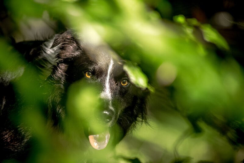 Black Dog in Foliage