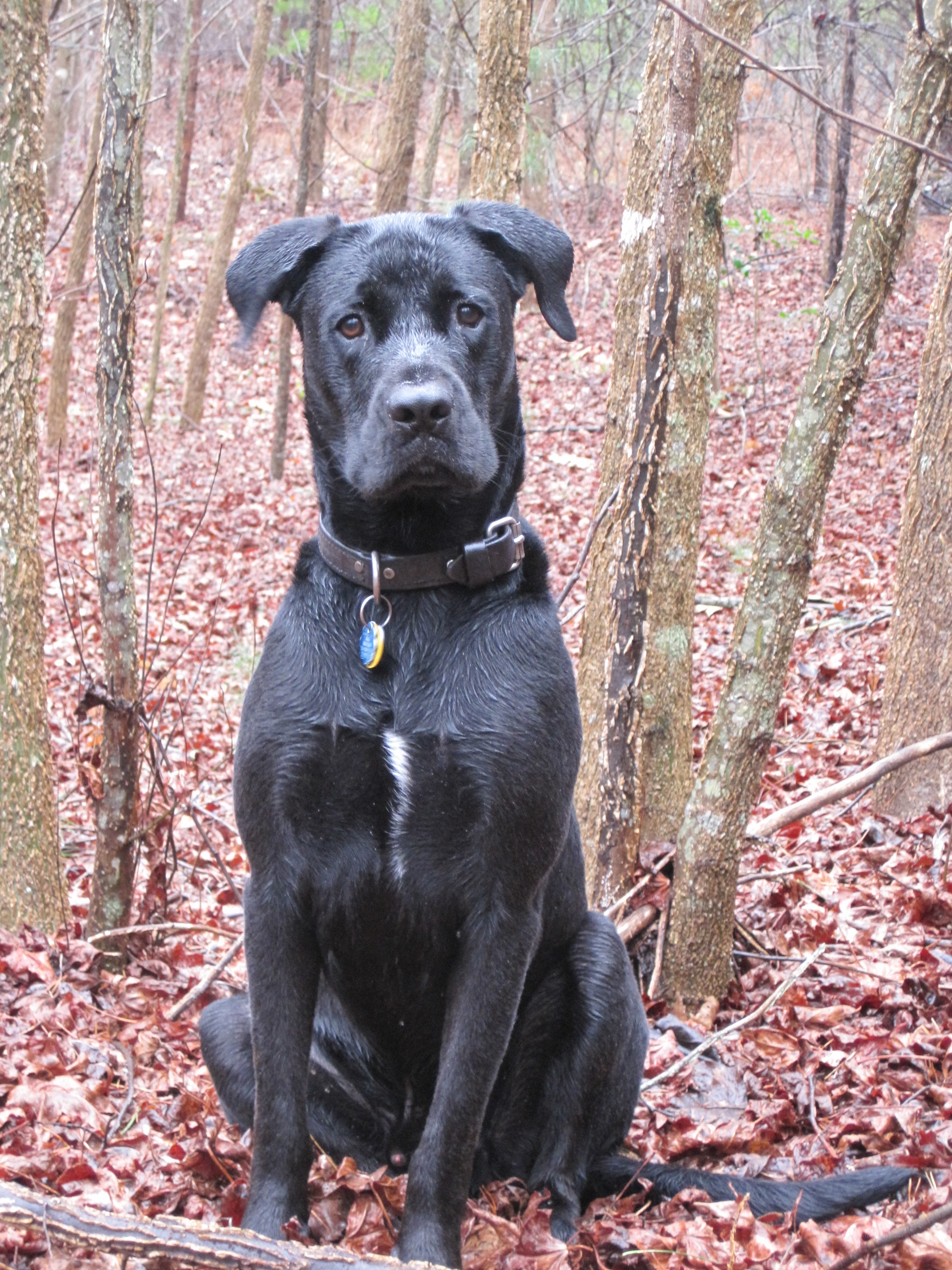 black dog in forest