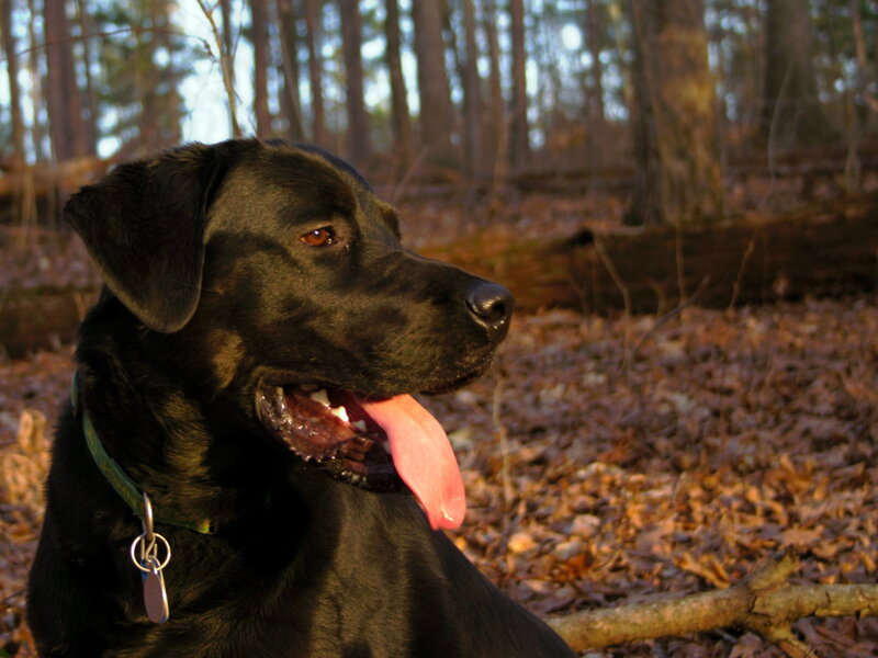Black dog in forest
