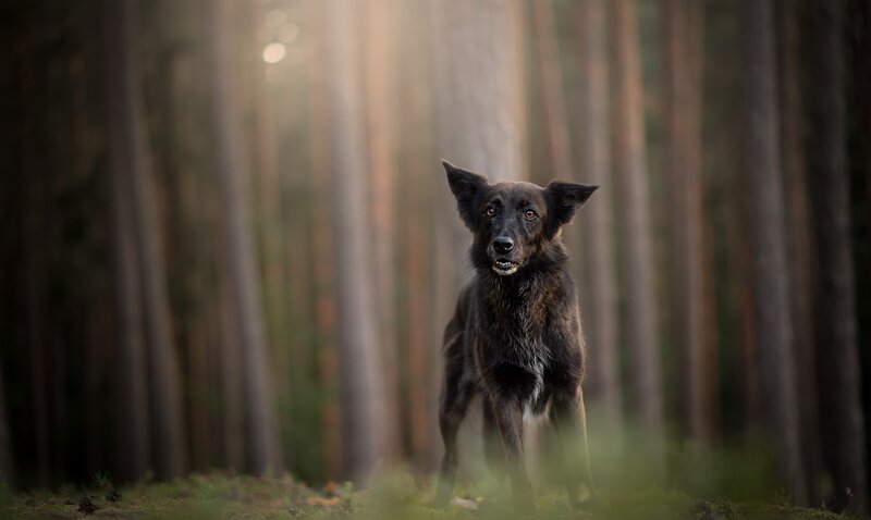 Black Dog in Forest — Brown