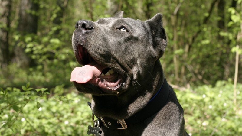 Black Dog in Forest — Calm, Afternoon