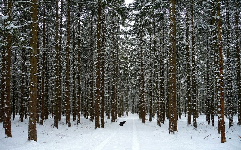 Black Dog in Forest — White, Serene