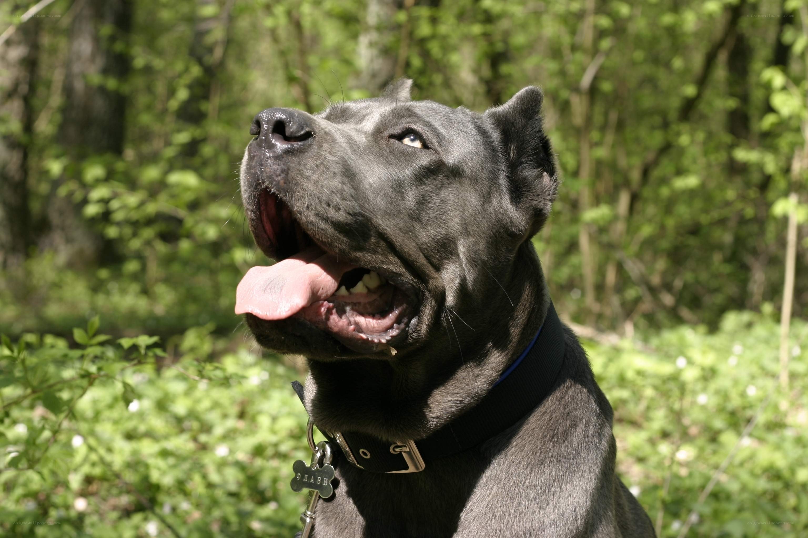 black dog in forest