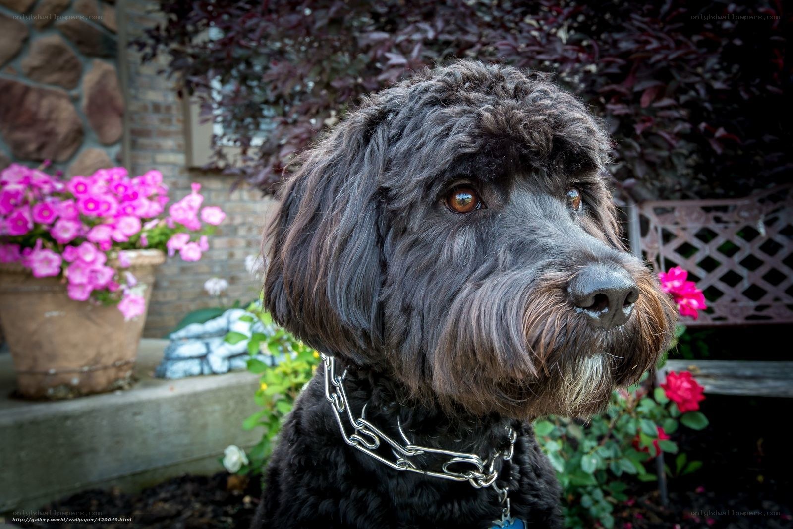black dog in garden