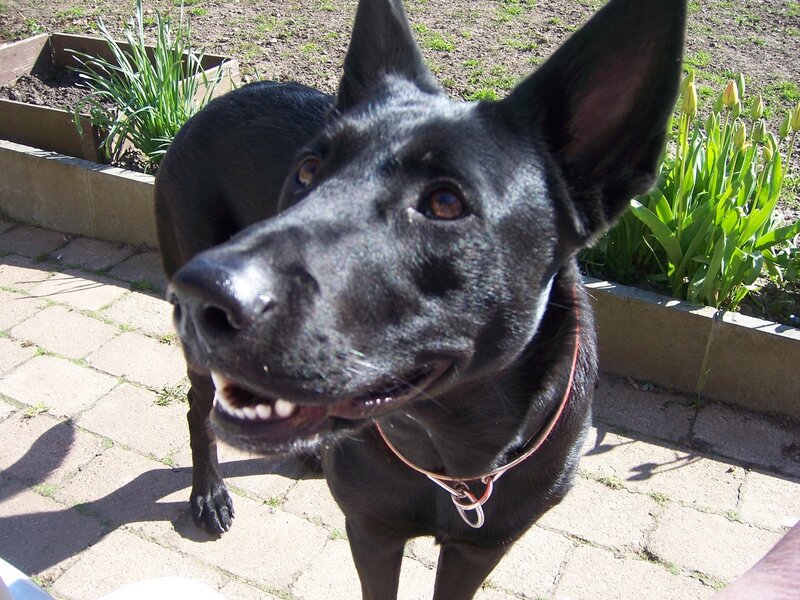 Black Dog in Garden — Calm