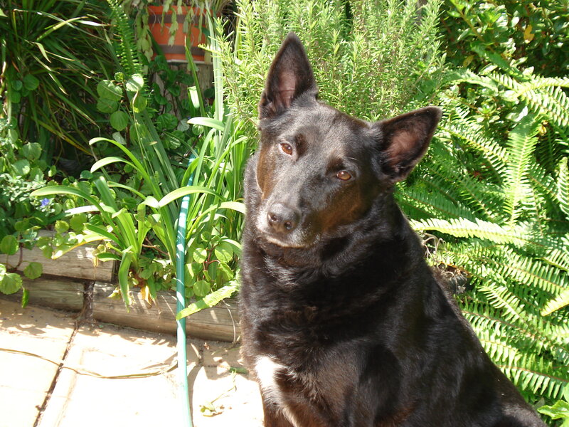 Black Dog in Garden — Green