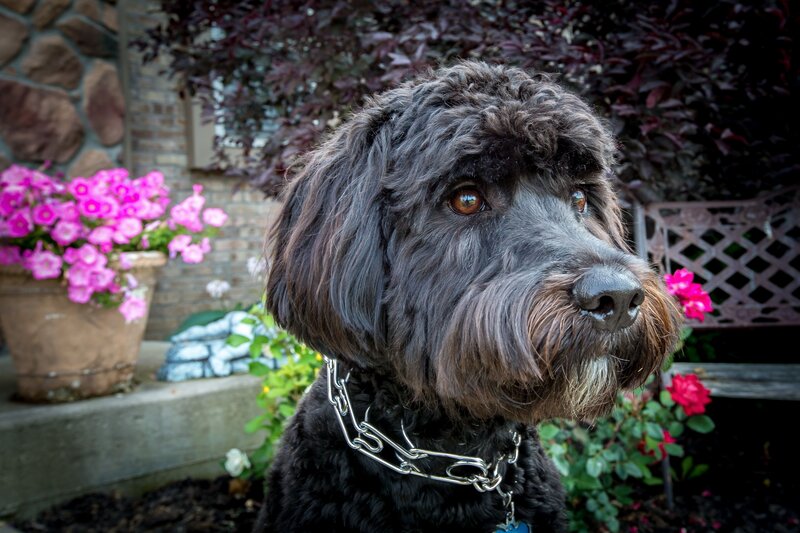 black dog in garden