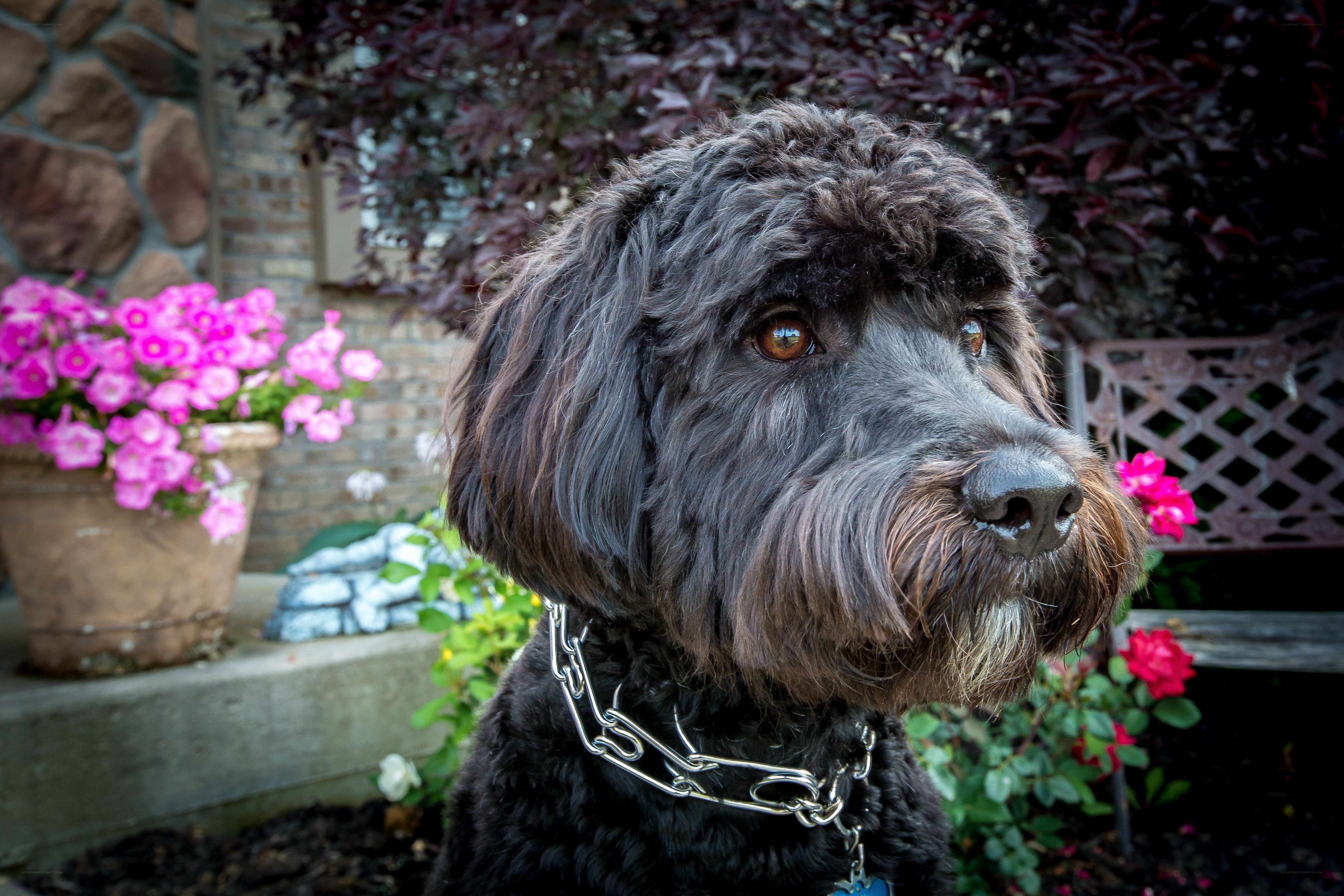 black dog in garden