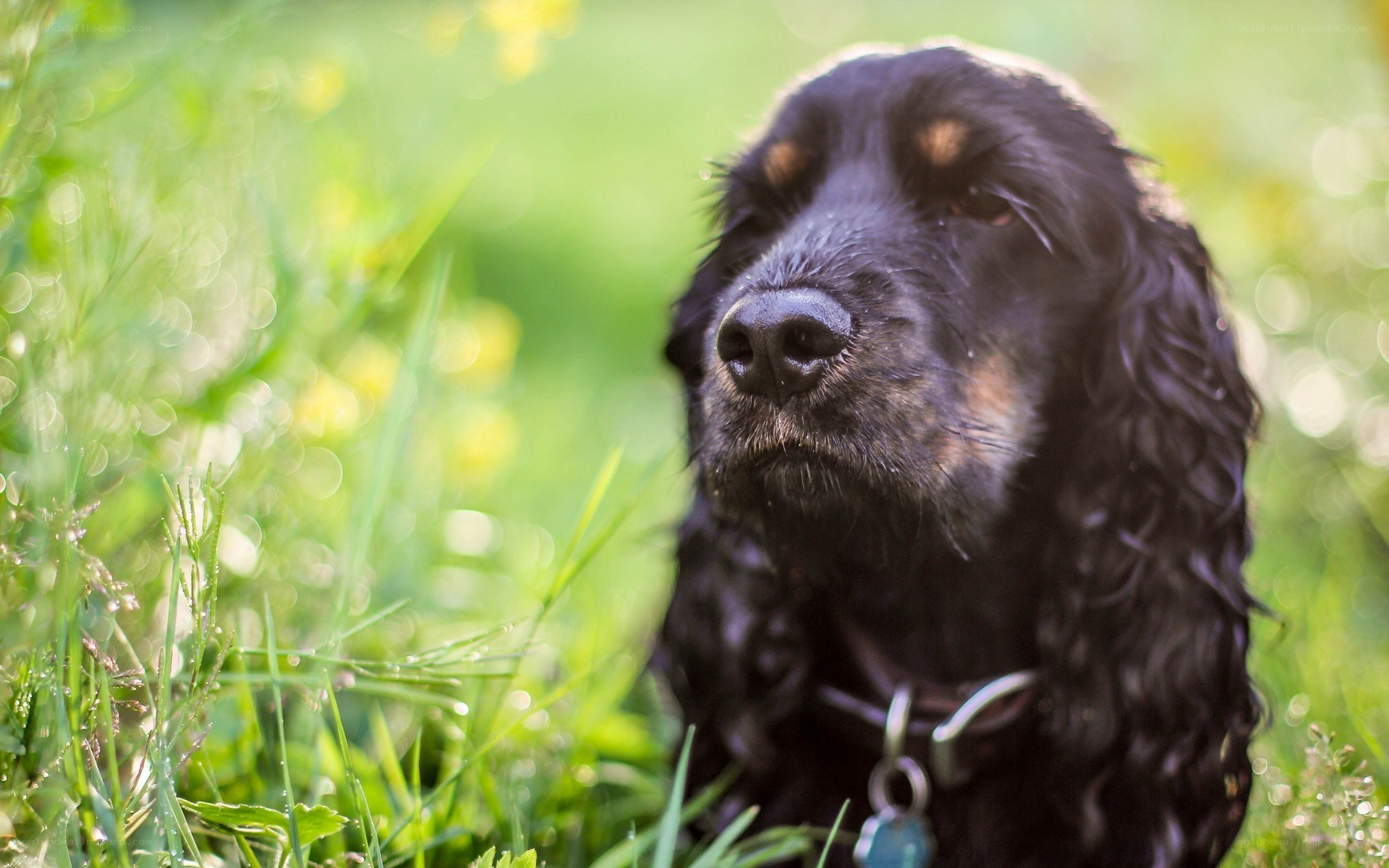 black dog in grass