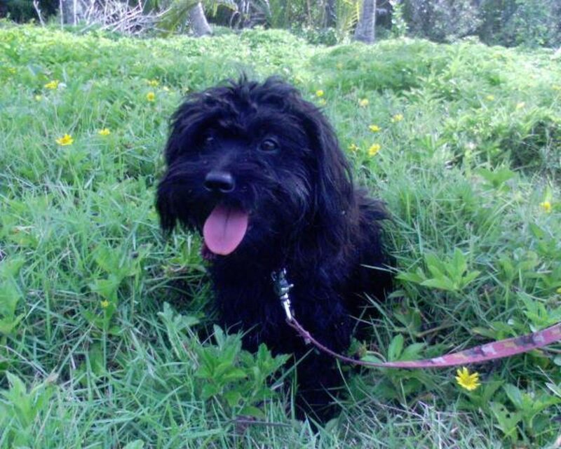 black dog in grass