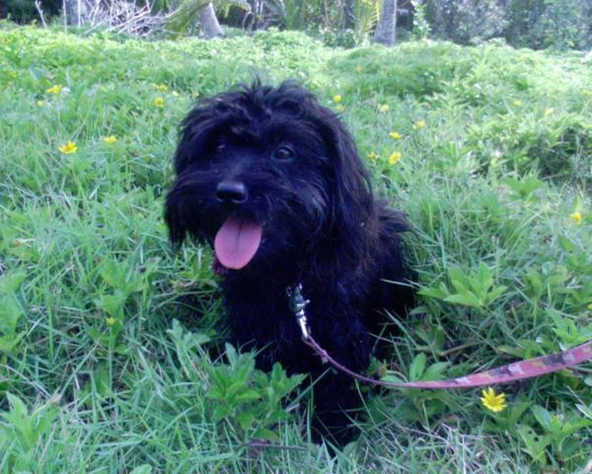 black dog in grass
