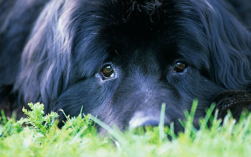 Black Dog in Grass — Calm, Afternoon