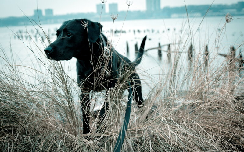 Black Dog in Grass — Calm, Photograph