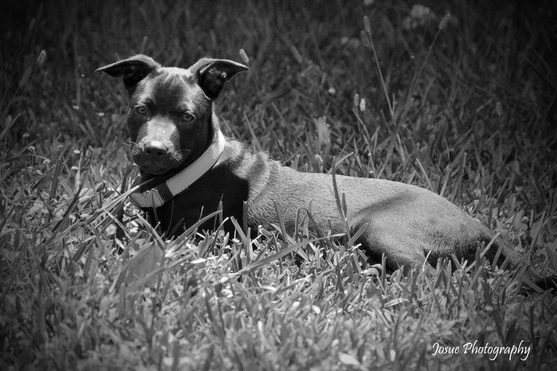 Black Dog in Grass — Calm