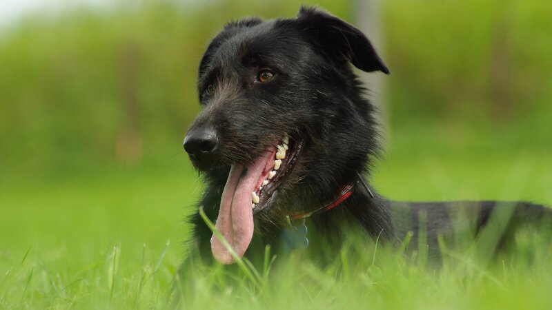Black Dog in Grass — Green, Calm, Afternoon, Photograph, Collar
