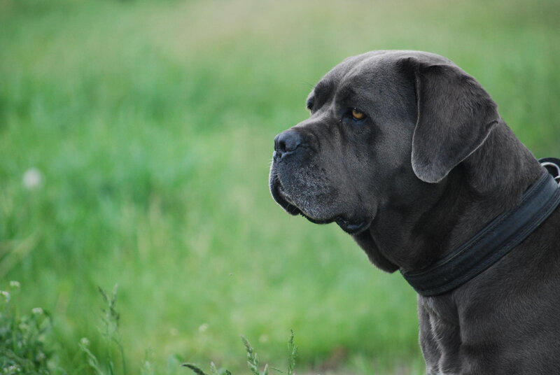 Black Dog in Grass — Green, Calm, Afternoon, Photograph