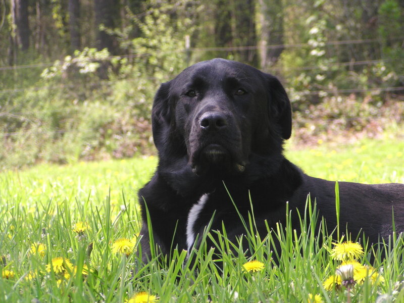 Black Dog in Grass — Green, Calm, Afternoon