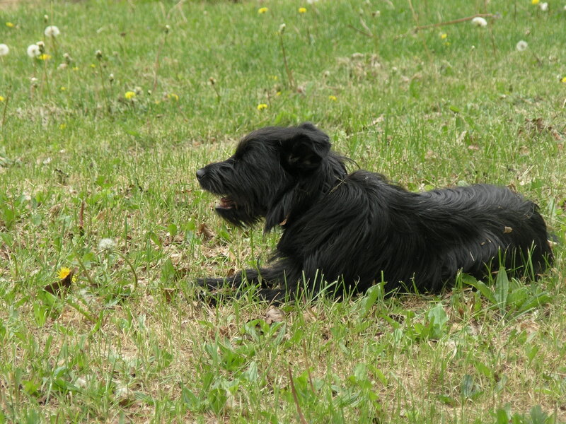 Black Dog in Grass — Green, Calm