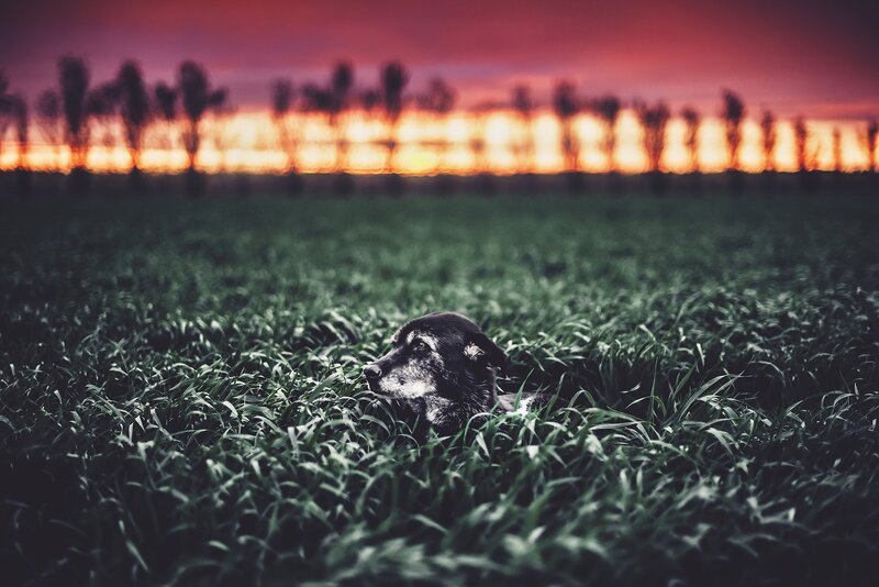Black Dog in Grass — Green, Dramatic
