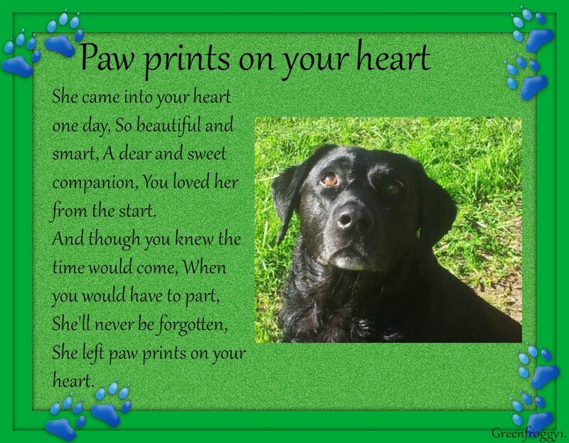 Black Dog in Grass — Green, Sentimental