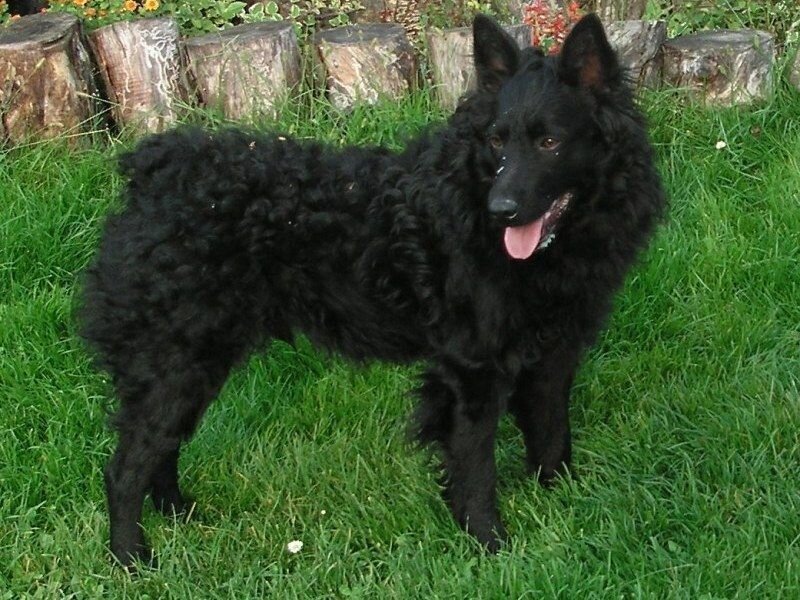 Black Dog in Grass — Green