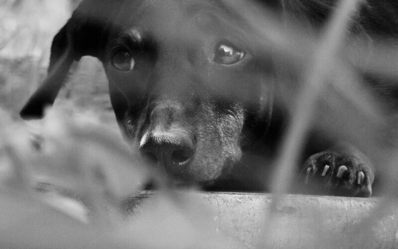 Black Dog in Grass — Natural