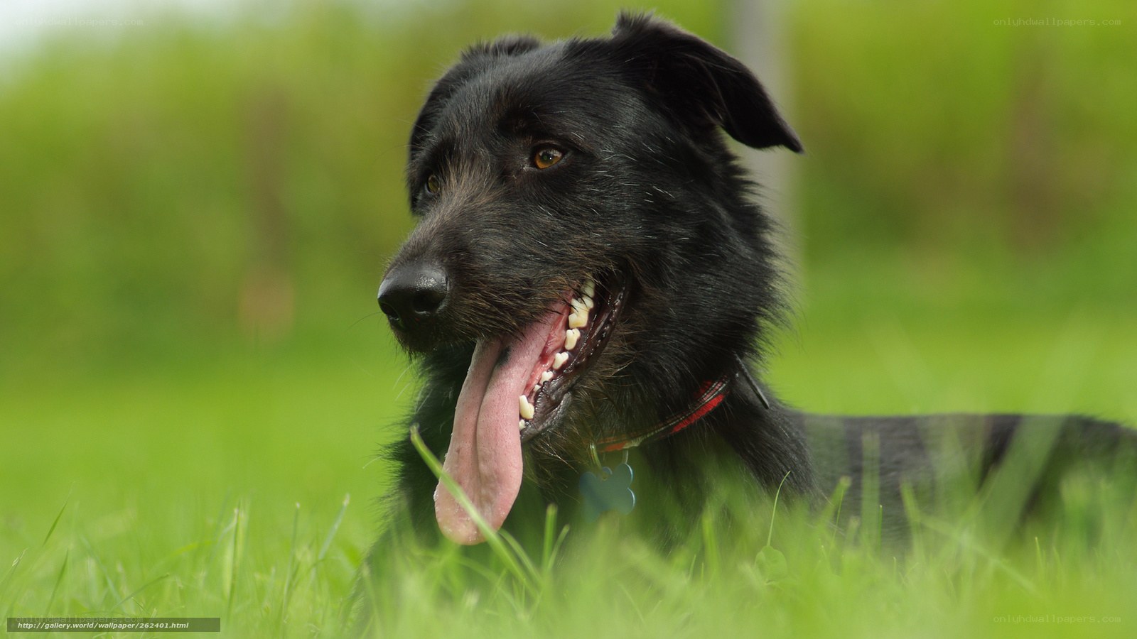 black dog in grass