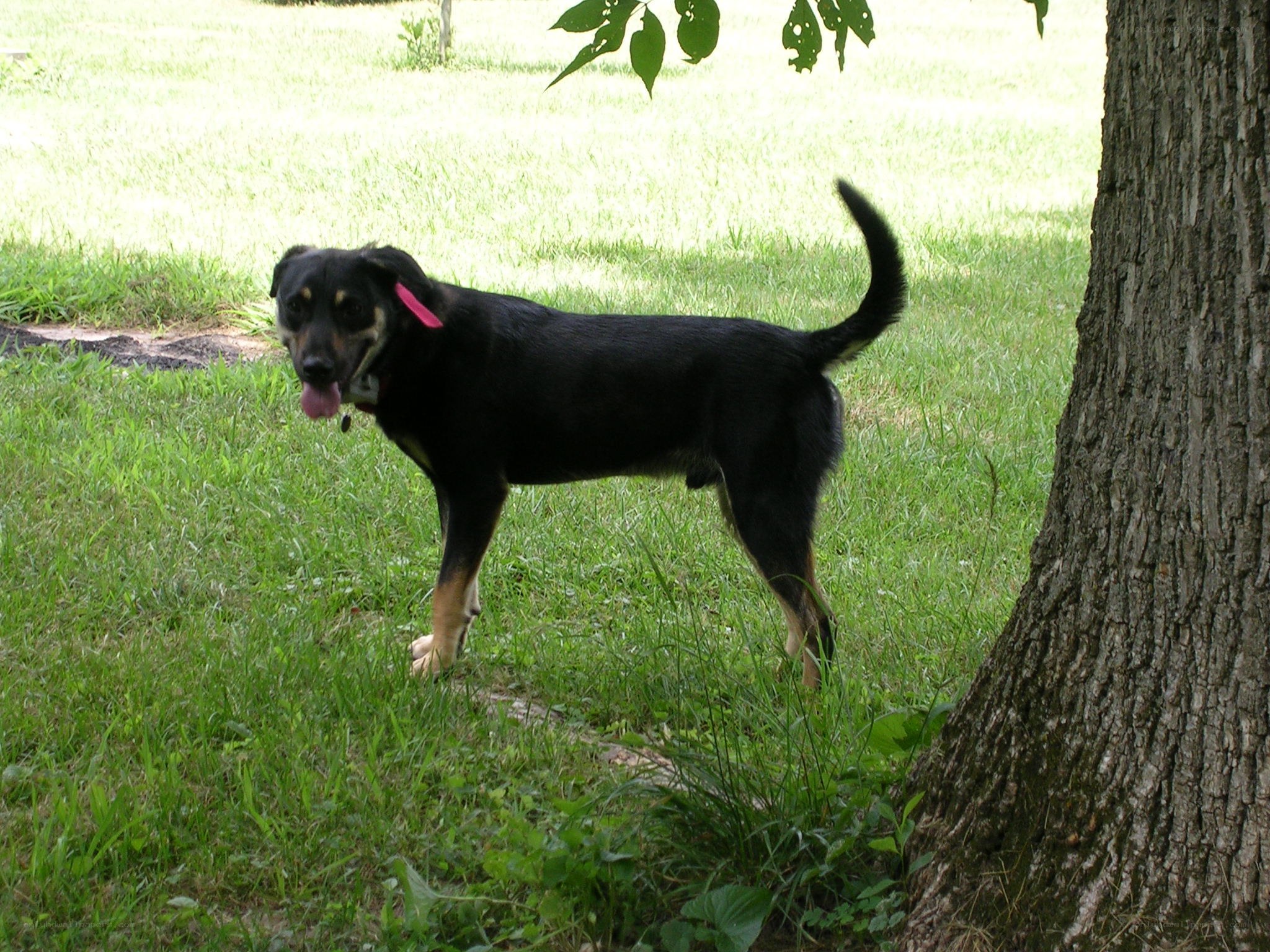 black dog in grassy yard