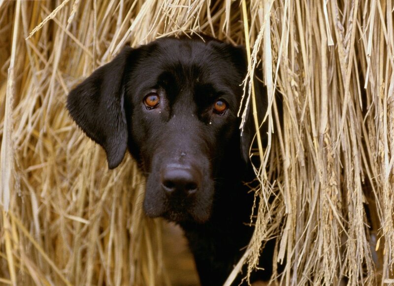 black dog in hay