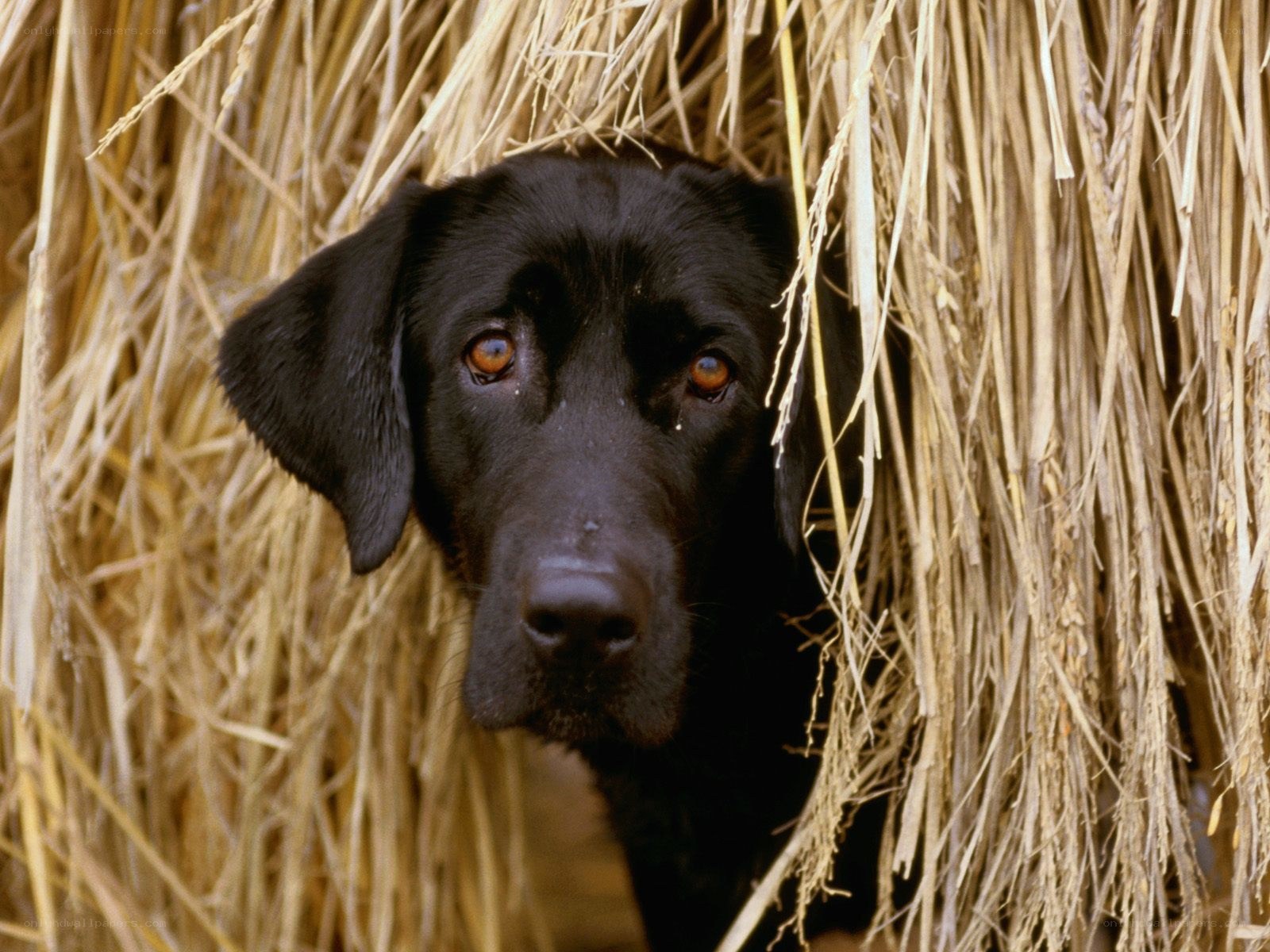 black dog in hay