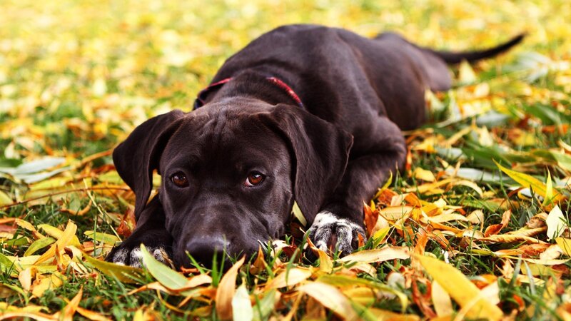 Black Dog in Leaves — Brown