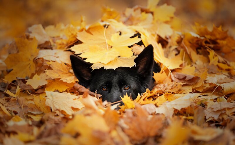 Black Dog in Leaves — Yellow