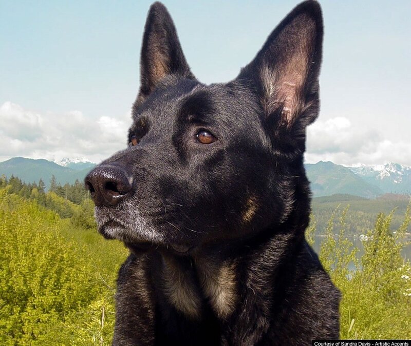Black Dog in Nature — Calm