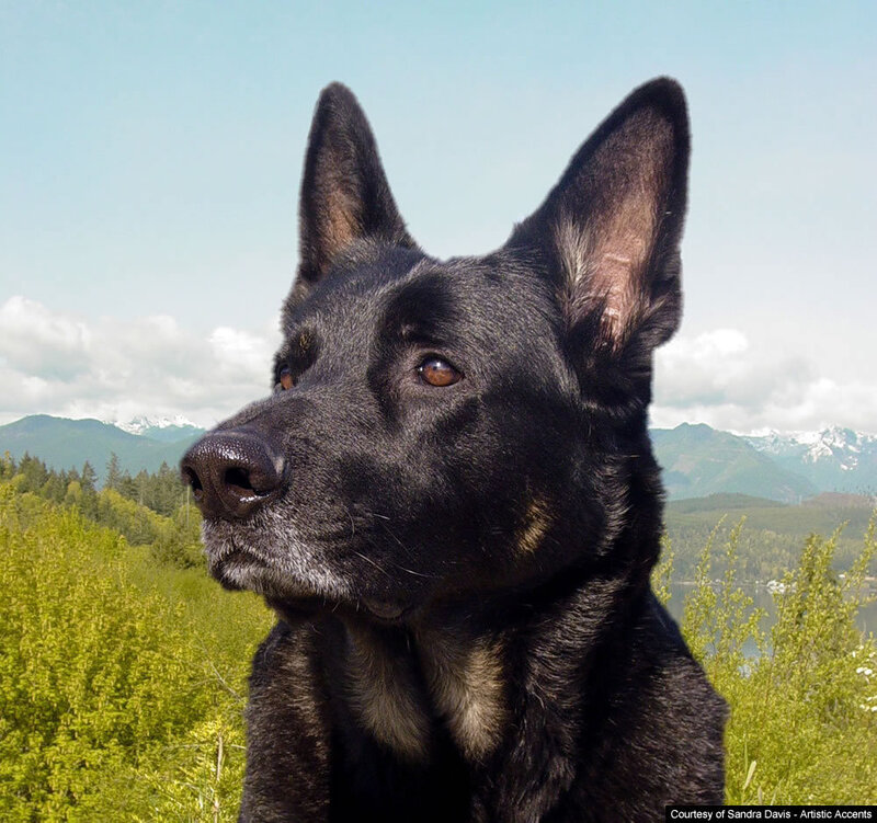 black dog in nature
