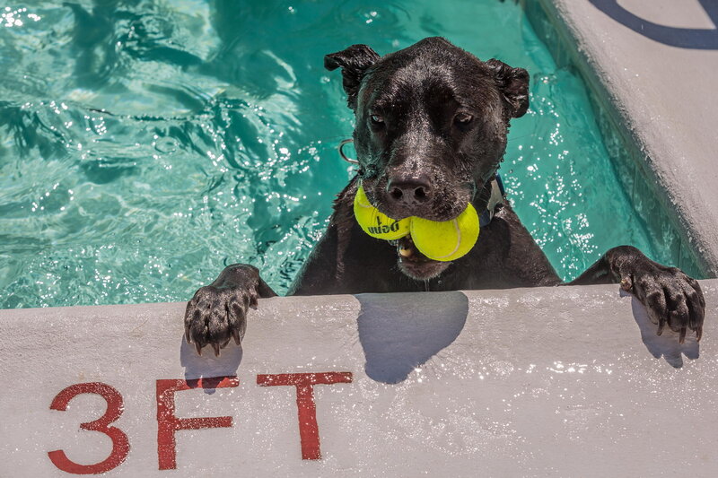 Black Dog in Pool