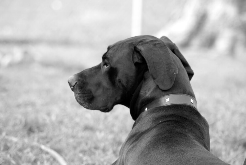black dog in profile
