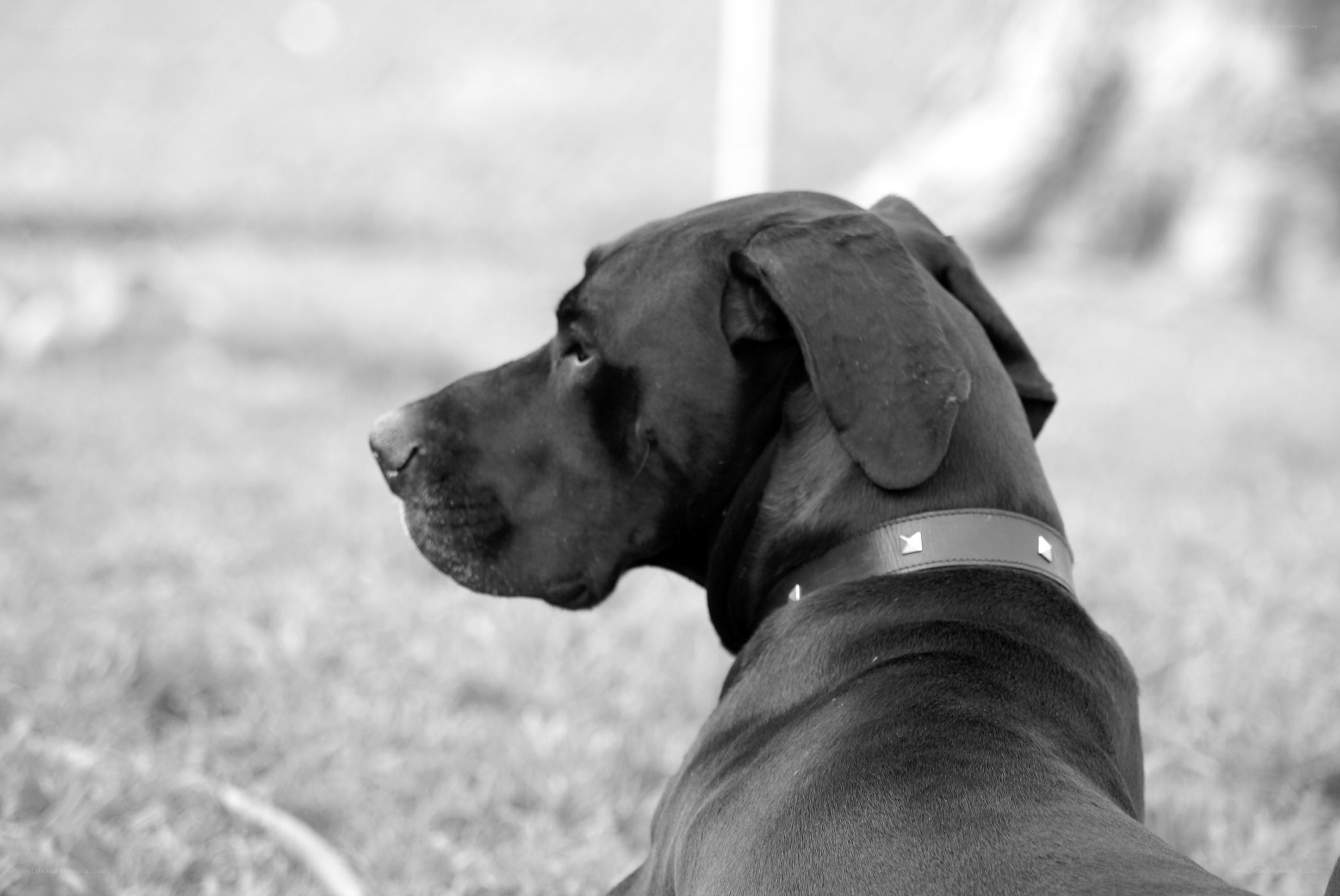 black dog in profile
