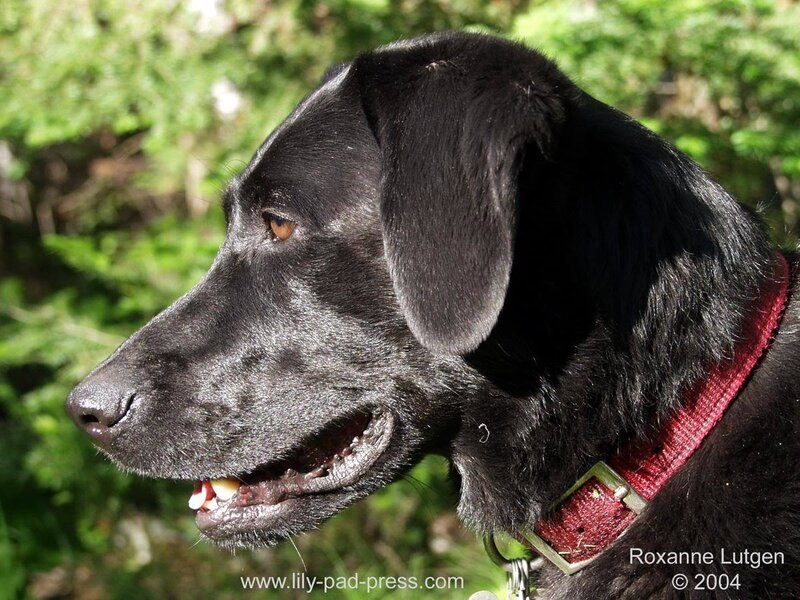 Black Dog in Profile — Calm, Afternoon