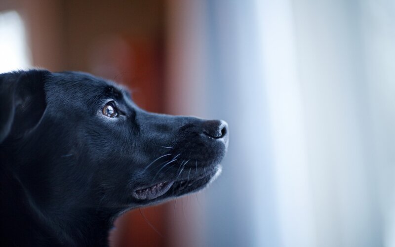 Black Dog in Profile — Calm, Photograph