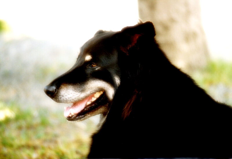 Black Dog in Profile — Calm