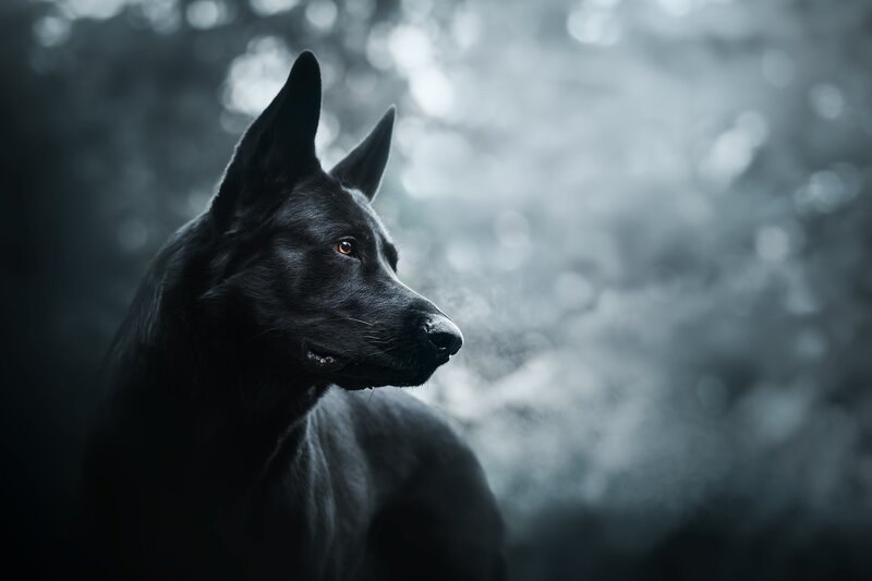 Black Dog in Profile — Dramatic, Photograph
