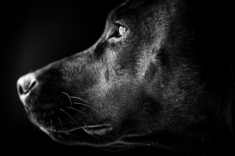 Black Dog in Profile — Dramatic