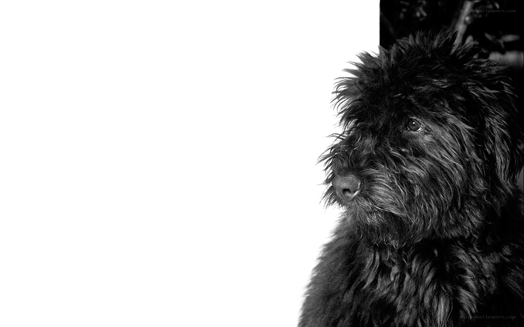 black dog in profile