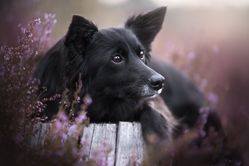 Black Dog in Purple Flowers