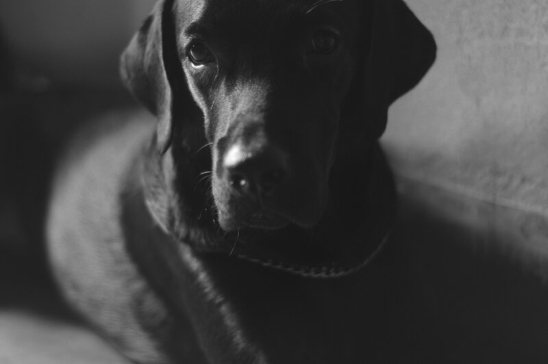 Black Dog in Shadow